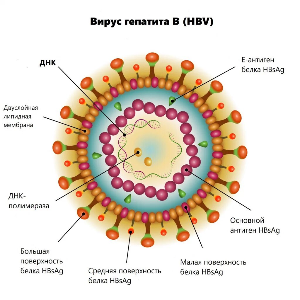 Поражаемые структуры гепатита в. Строение вируса гепатита б. Вирус гепатита а строение вируса. Строение вируса гепатита в. Вирусный гепатит в строение.
