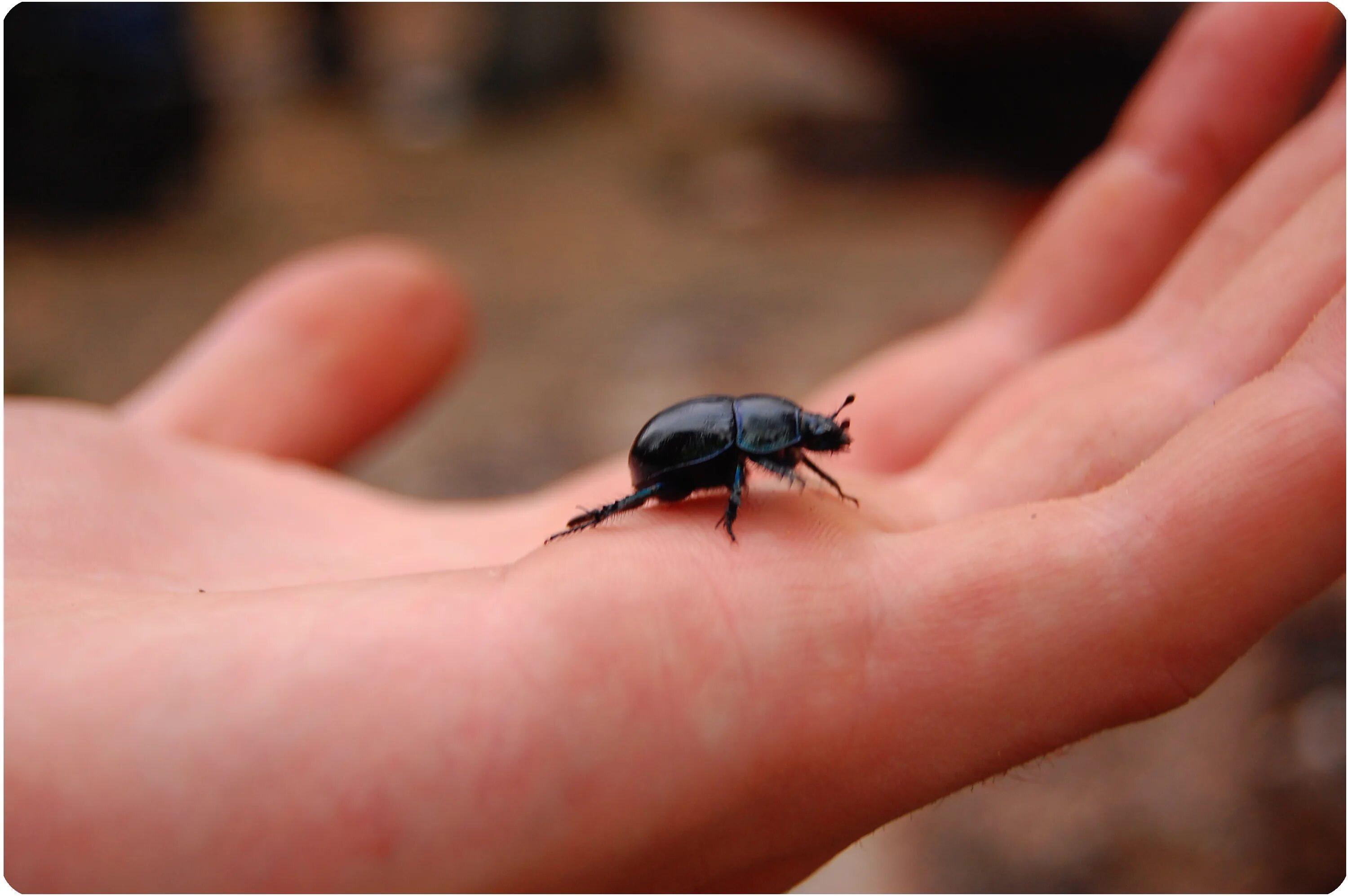 Жук harpalus calceatus. Жук ползет. Сон майский жук. Calosoma sycophanta. Жуки к чему снятся жуки.