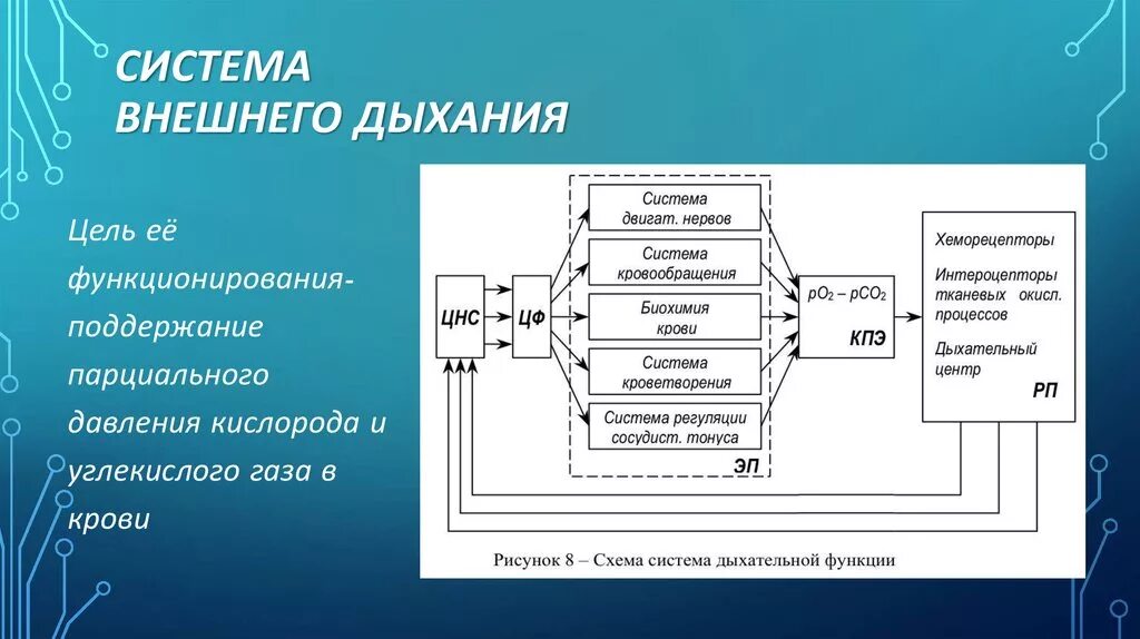 Функциональная система внешнего дыхания. Схема функциональной системы дыъаря. Схема функциональной системы дыхания. Функциональная система дыхания физиология.