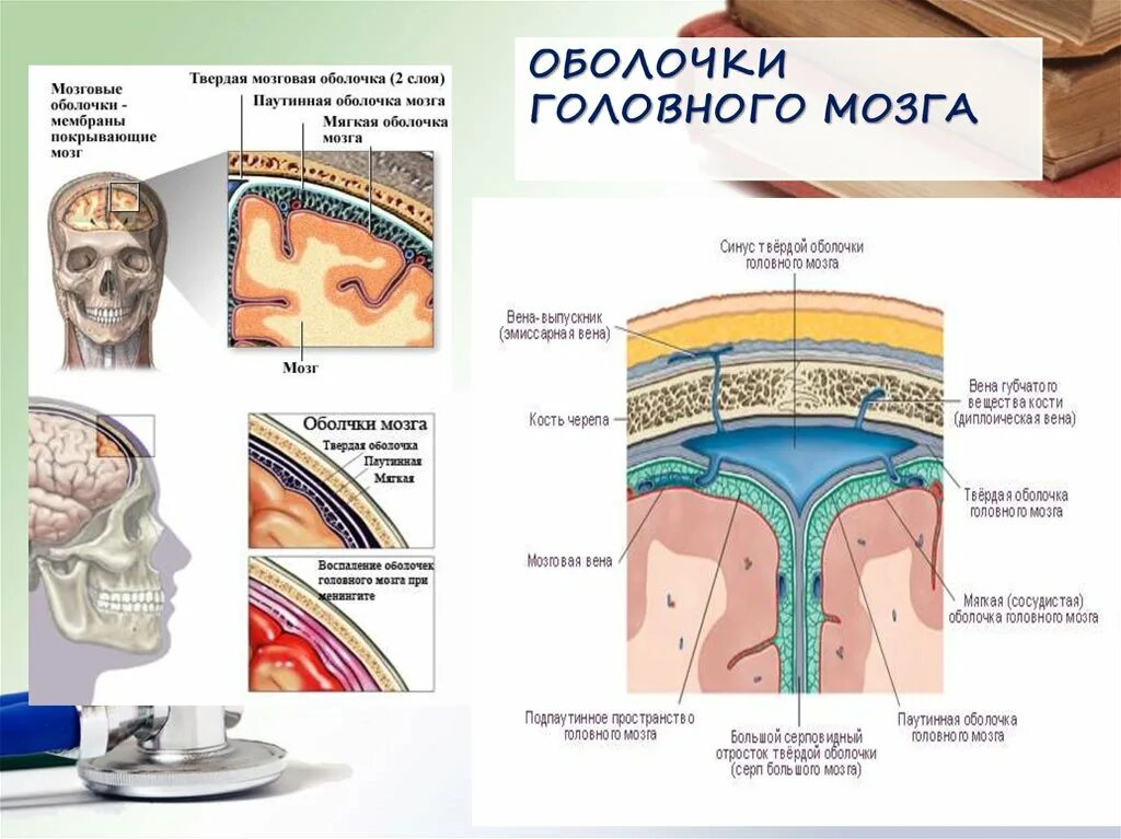 Отростки твердой оболочки головного мозга. Строение твердой мозговой оболочки. Твердая оболочка головного мозга анатомия. Отростки и синусы твердой оболочки мозга. Поражение оболочек мозга