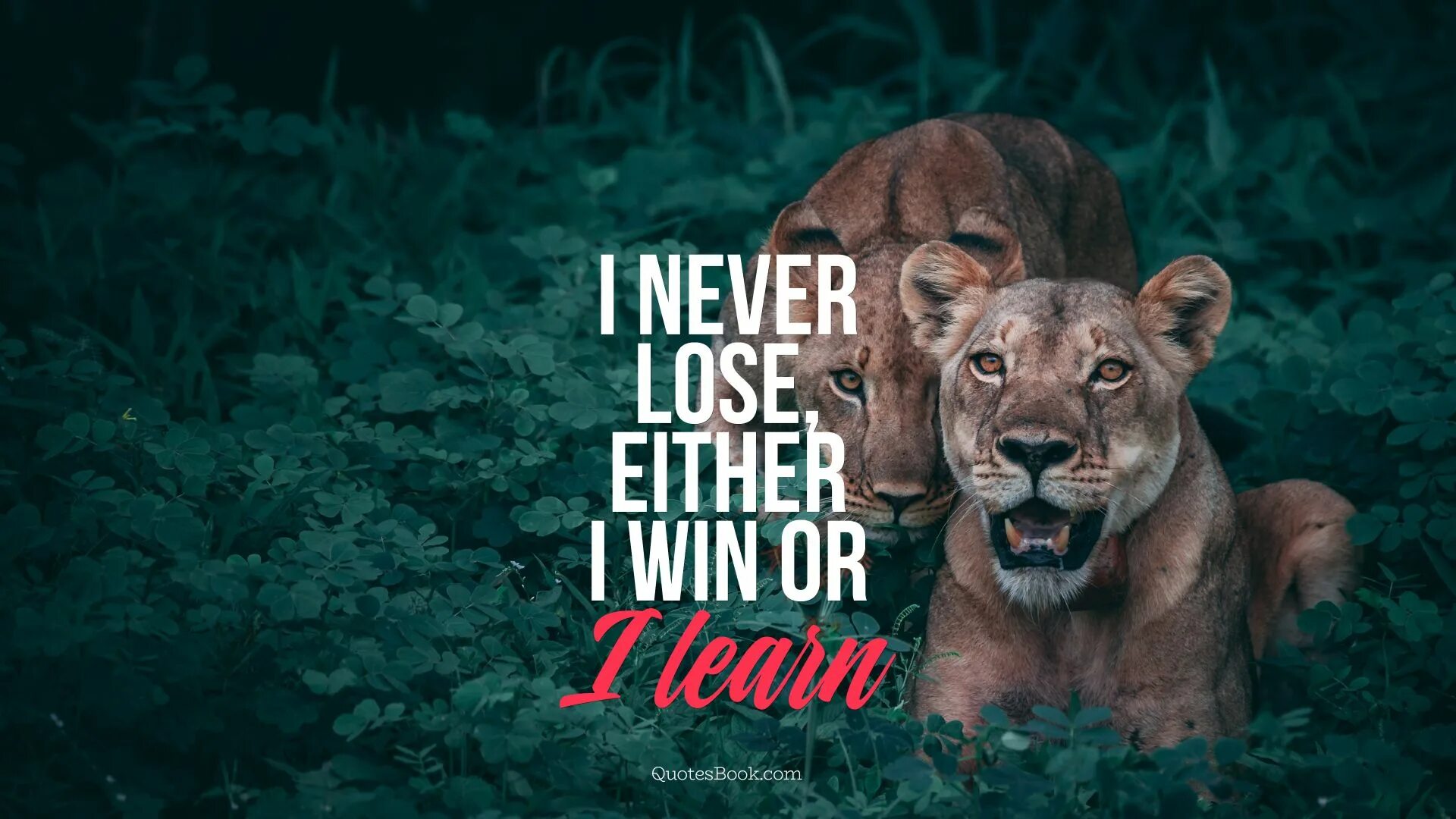 Never lose. I never lose i either win or i learn. never lose обои. never lose аватарка. win or learn never lose.