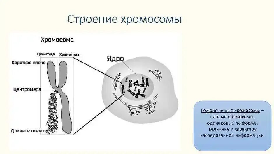 Строение хромосомы хроматиды. Схематическое строение хромосомы. Схема морфологического строения хромосом. Строение метафазной хромосомы.