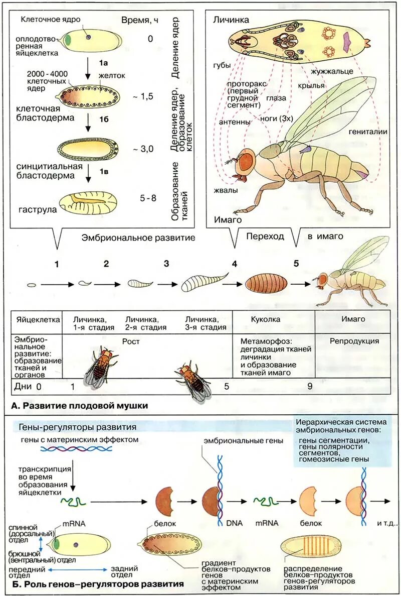 муха дрозофила жизненный цикл. цикл развития мухи дрозофилы. цикл развития плодовой мушки. вольфартова муха цикл развития. развитие мухи дрозофилы.