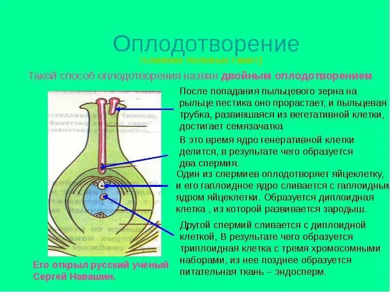 Какой процесс называют оплодотворением 6 класс. Оплодотворение растений. Двойное оплодотворение у растений. Пыльцевая трубка. Почему называется двойное оплодотворение.