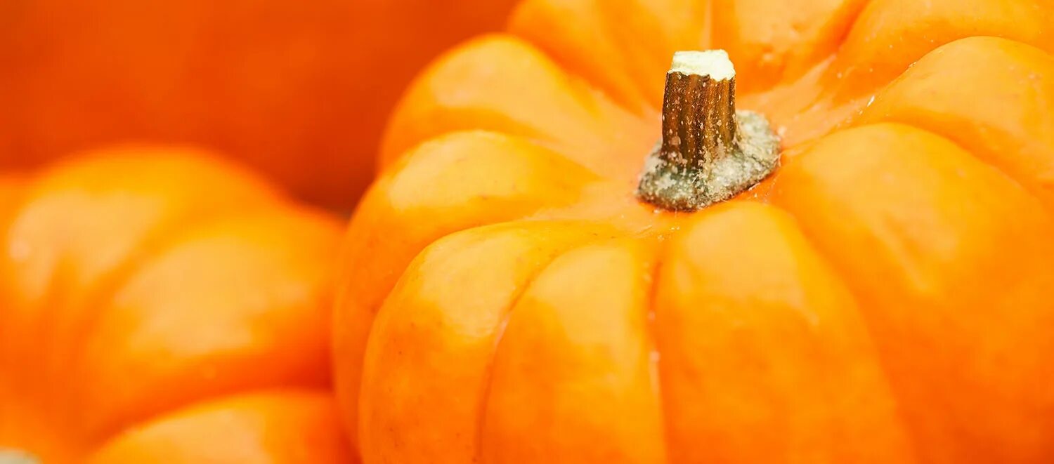 Тыквенные овощи. Кабачок тыква алисон. Фрукты оранжевого цвета. Тыква желтая. Тыква нельсон f1.