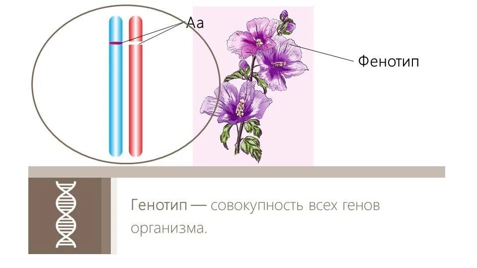 Нормальный фенотип. Генотип и фенотип. фенотип примеры. генотип и фенотип примеры. фенотип это в биологии.