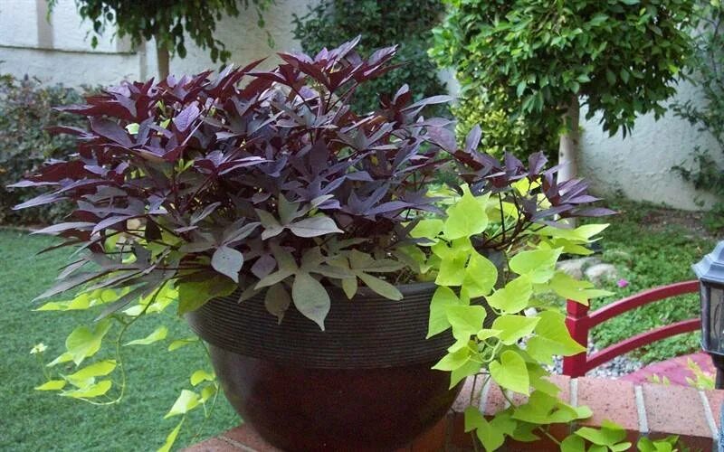 Ипомея батат плющевидная. Ипомея батат ампельная. Ипомея батат с колеусами. Ипомея батат. Ипомея батат выращивание.