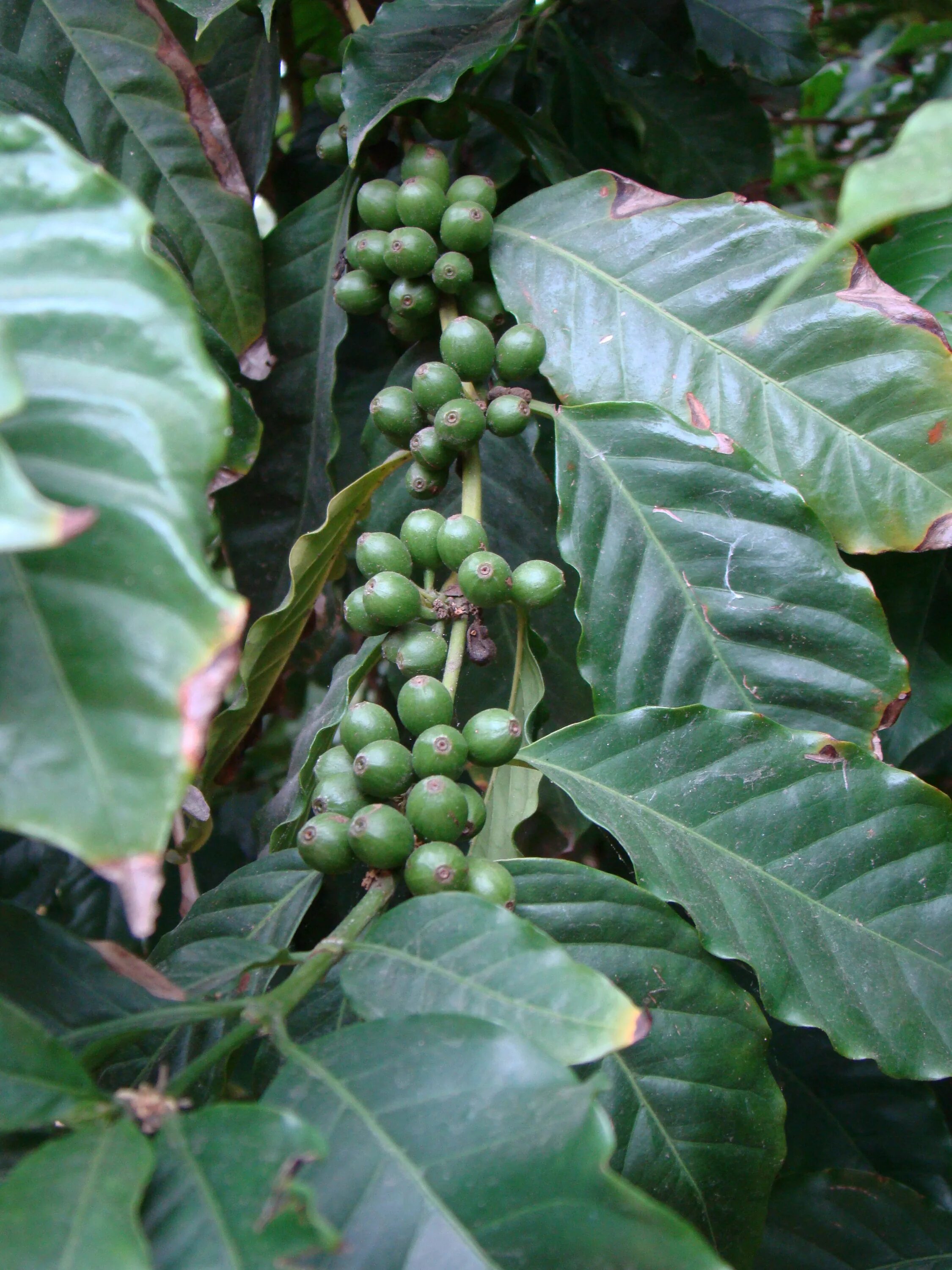 Кофе Аравийский Арабика. Дерево кофе Арабика. Coffea Arabica цветок. Кофейного дерева кофе Аравийский. Кофе аравийский растение