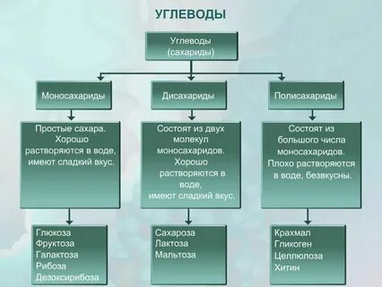 Углеводы биология 10 класс углубленный уровень