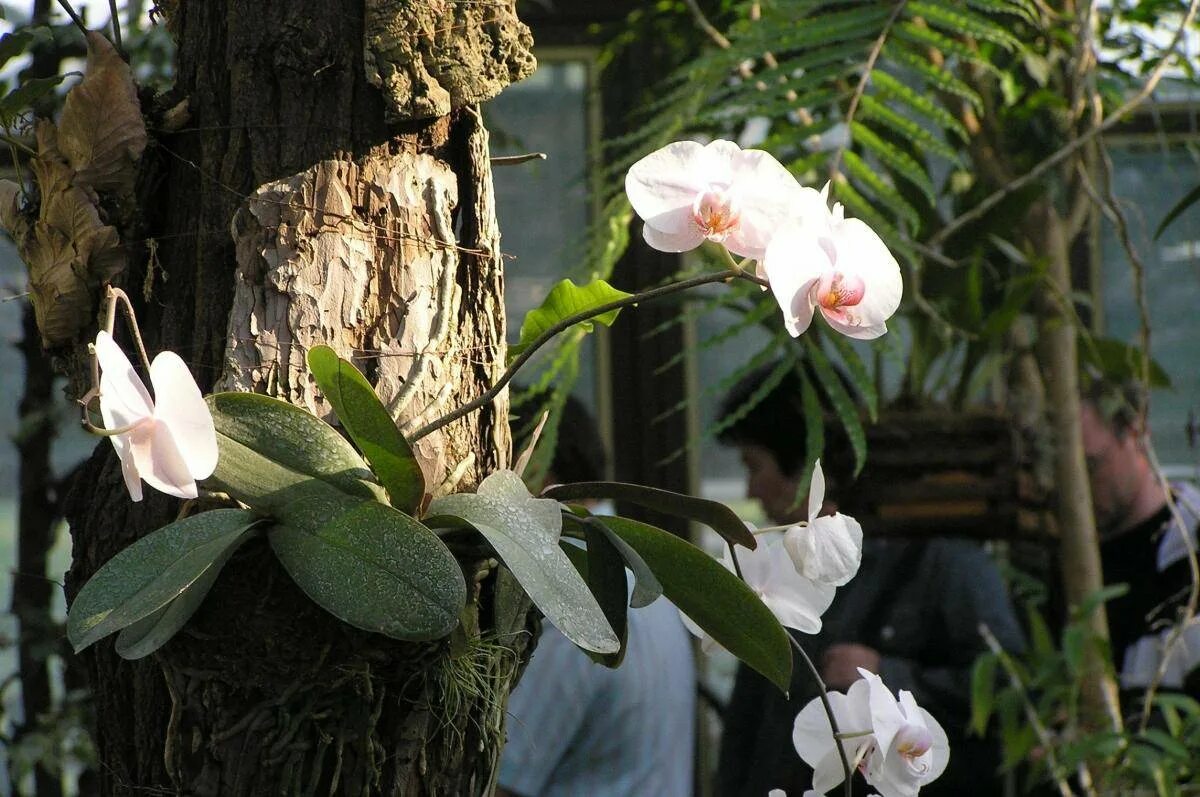 Как растут орхидеи в дикой. Орхидея эпифит. Орхидея фаленопсис в дикой природе. Фаленопсис эпифит. Эпифиты орхидеи фаленопсис.