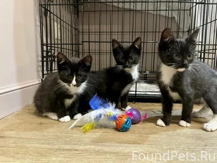 Котята красногорск в добрые