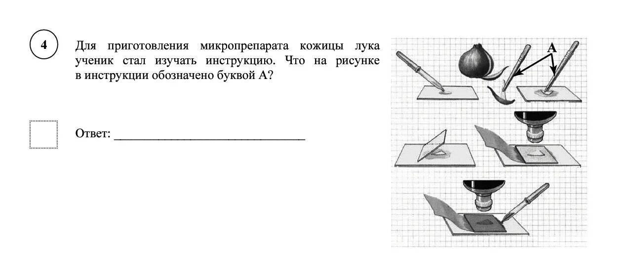 Лабораторное оборудование для приготовления микропрепарата. Приготовление микропрепарата. Порядок приготовления микропрепарата. Последовательность приготовления микропрепарата.