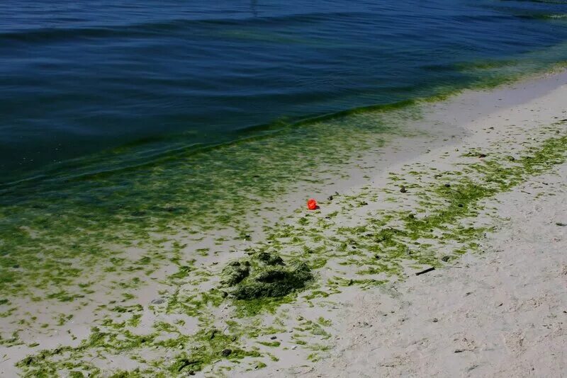 Водоросли в анапе. Черное море цветет Анапа. Зеленые водоросли Анапа. Эвтрофикация Азовского моря. Анапа Азовское цветение моря.