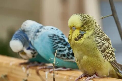 Большой волнистый попугай