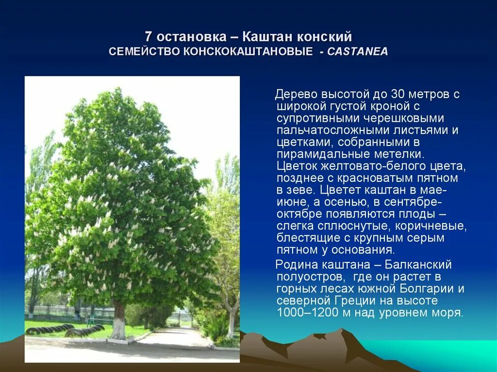 Описание дерева красиво. Каштан дерево описание. Сообщение о дереве. Каштан конский древесина.