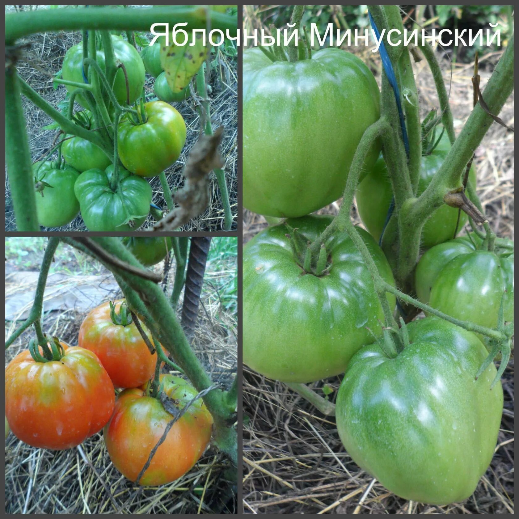 томат минусинский яблочный характеристика. сорт минусинский яблочный. минусинский яблочный томат описание. сорт томата минусинский яблочный. томат минусинский яблочный характеристика.