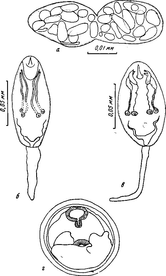 Спороциста редия. Церкарии трематод. Церкарий строение. Цикл церкарий. Церкарий основные структуры.