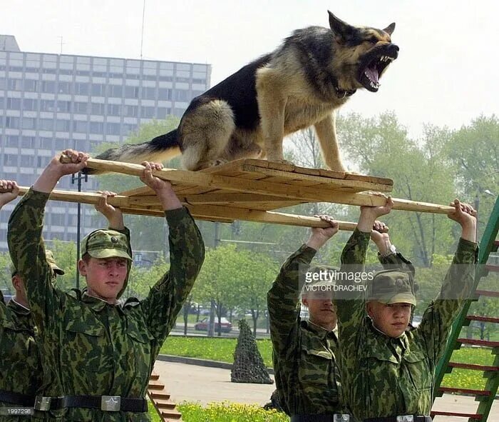 Собаки на службе. Собаки в армии. Немецкая овчарка на службе в армии. Кинолог в армии.