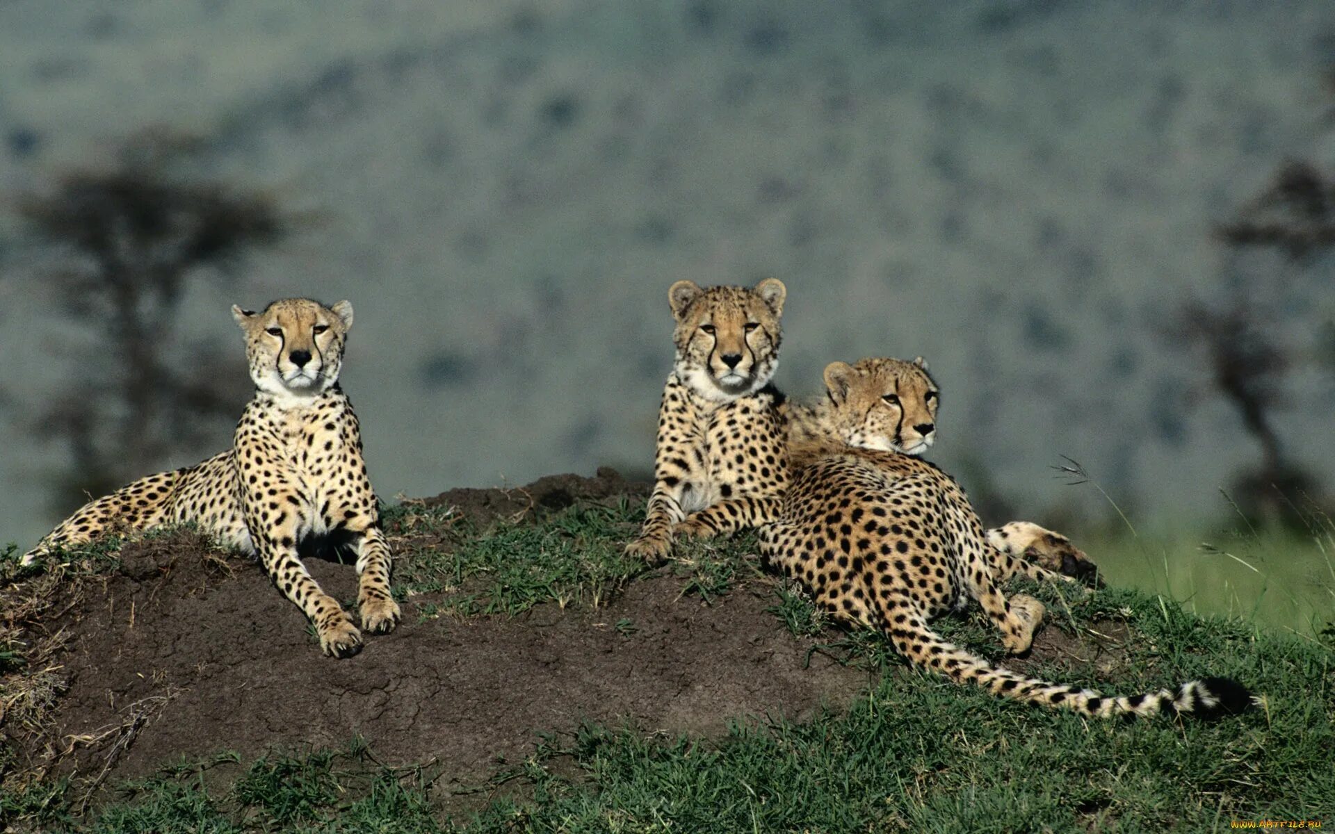 Животный контент. Сахарский гепард. Гепард в природе. Кошачье семейство. Мир животных.