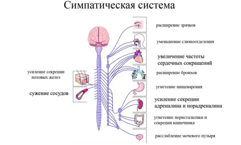 Укажите симпатические нервы. Симпатический отдел нервной системы. Симпатическая вегетативная нервная система. Строение и функции симпатического отдела нервной системы. Симпатический отдел ВНС физиология.