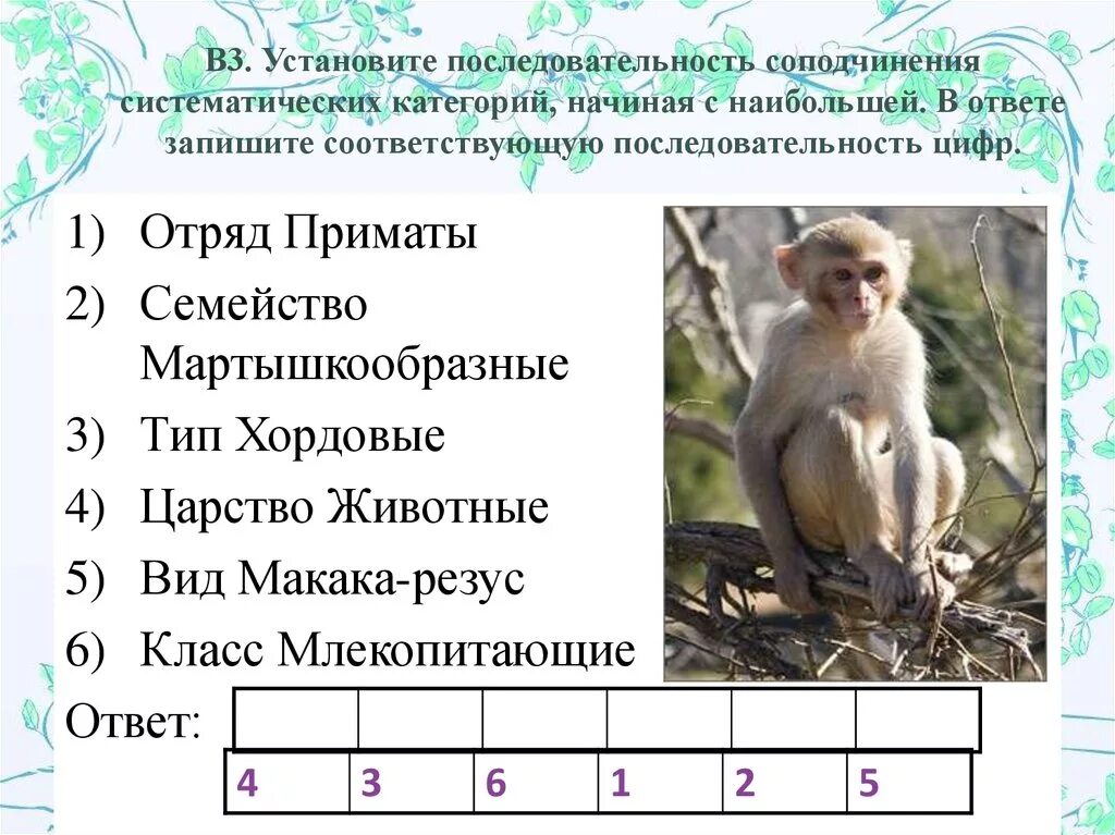 Отряд приматы семейство мартышкообразные. Установите последовательность систематических. Последовательность соподчинения систематических категорий. Систематическая последовательность. Установите последовательность таксонов в систематике человека