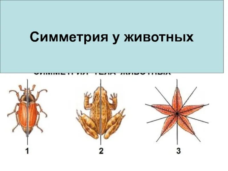 Тип симметрии птиц. Симметрия животных. типы симметрии. симметрия (биология). симметрия тела.