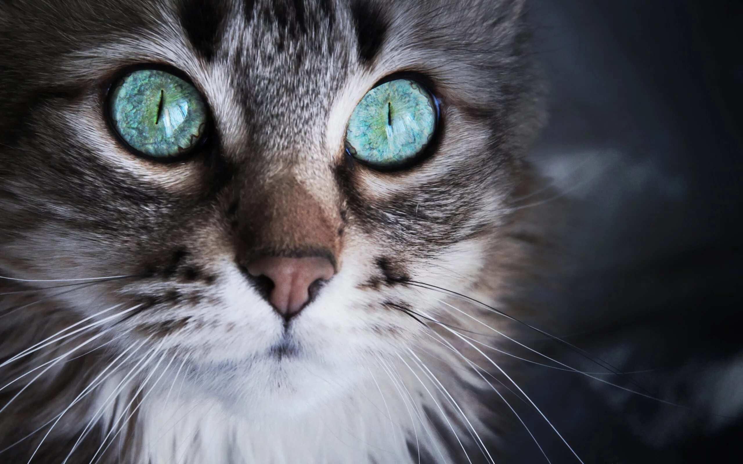 Красивые кошки. Красивые кошачьи глаза. Котик с бирюзовыми глазами. Коты с бирюзовыми глазами.
