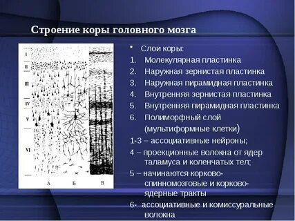 1 мм коры головного мозга