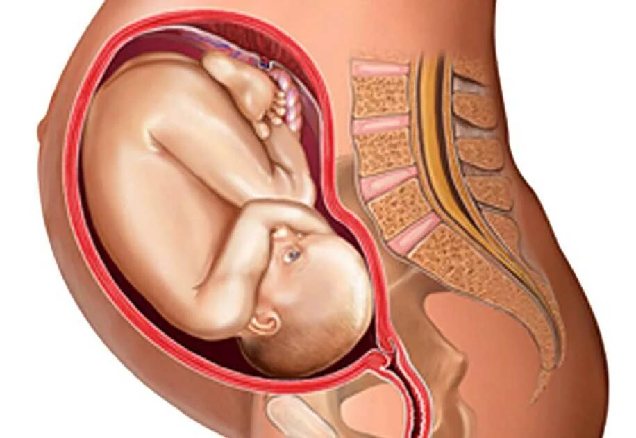 Расположение ребенка на 39 неделе. Расположение ребенка на 30 неделе. 38 неделя по большому