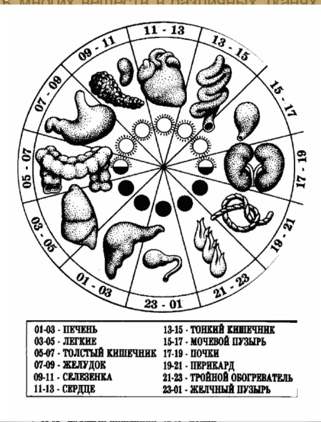 Активность органов по часам. Меридианы человека по часам активности схема. Схема суточной активности меридианов. Активность меридианов по часам в китайской медицине. Часы активности внутренних органов человека по часам.