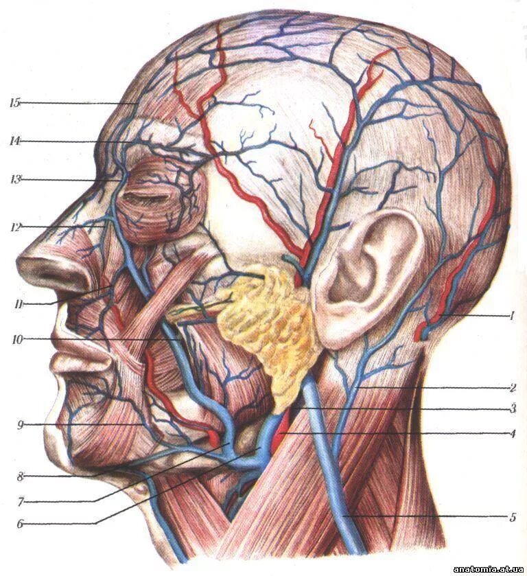 Анатомия сосудов головы. Височная артерия анатомия. Поверхностная височная Вена. Атлас топографической анатомии головы. Лицевая Вена топографическая анатомия.