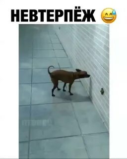 Собака какала песня