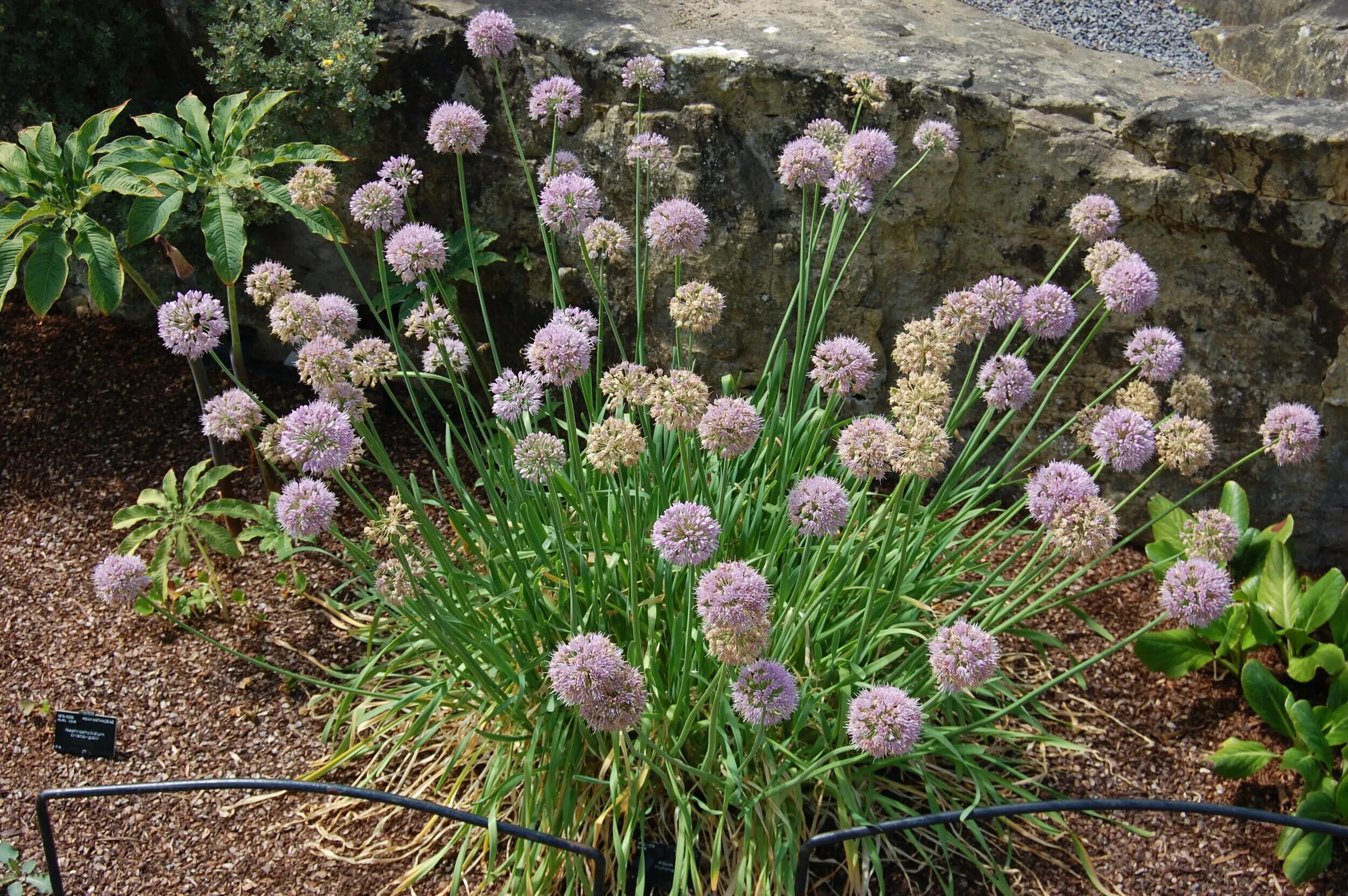 Лук поникающий слизун. Лук поникающий (слизун) (Allium Nutans). Шнитт слизун. Лук слизун Мангыр.