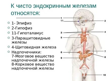 Эндокринные железы щитовидная железа