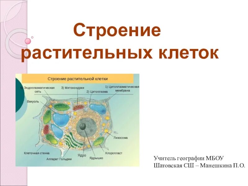 Структура растительной клетки 6 класс впр. Структура растительной клетки 6 класс. Строение растительной клетки 6 класс. Структура растительной клетки 6. Структура клетки растения 6 класс.