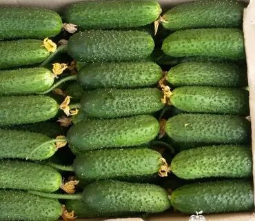 Продам огурец оптом
