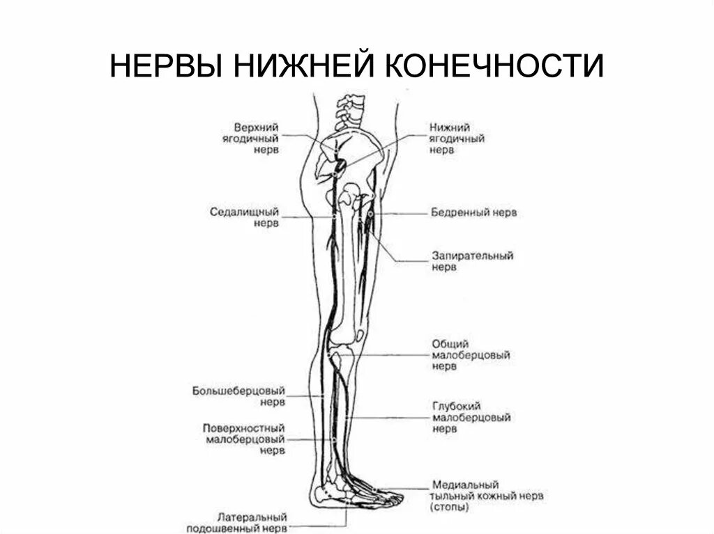 Области нижней конечности. Иннервация нижней конечности анатомия. Иннервация нижней конечности бедро. Анатомия нервной системы нижних конечностей. Малоберцовый нерв анатомия схема.