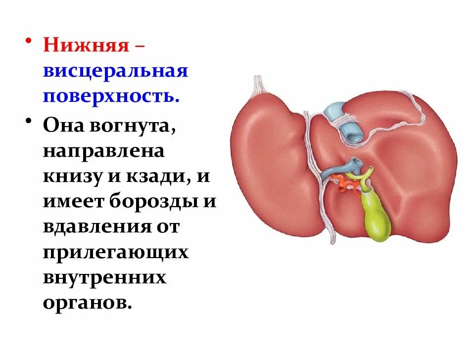 Печень человека выполняет барьерную функцию. Борозды висцеральной поверхности печени. печень строение анатомия борозды. висцеральная поверхность печени анатомия. анатомия физиология печен.