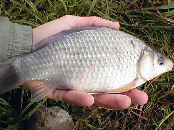 Carassius auratus серебряный карась. Серебряный карась (Carassius gibelio). Карась золотой Carassius Carassius. Карась Буффало.