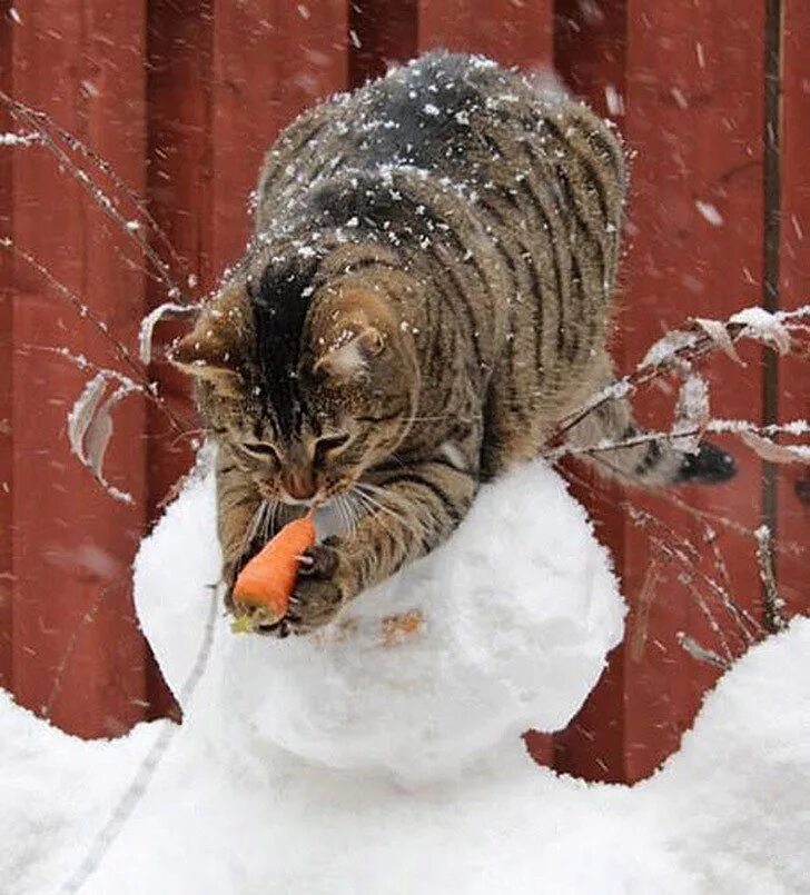 Кошки зимой. Приколы зимой. Забавные коты зимой. Кот в снегу. Кошки пришла через