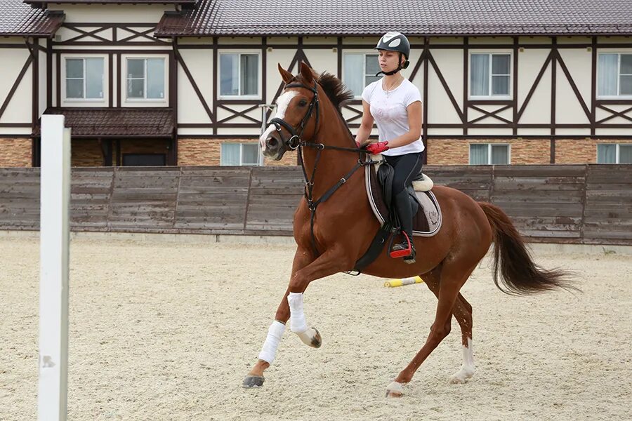 Конкур Максима Стейблз. Конюшня Максима Стейблс. Выездка maxima stables. Эмеральд конюшня.