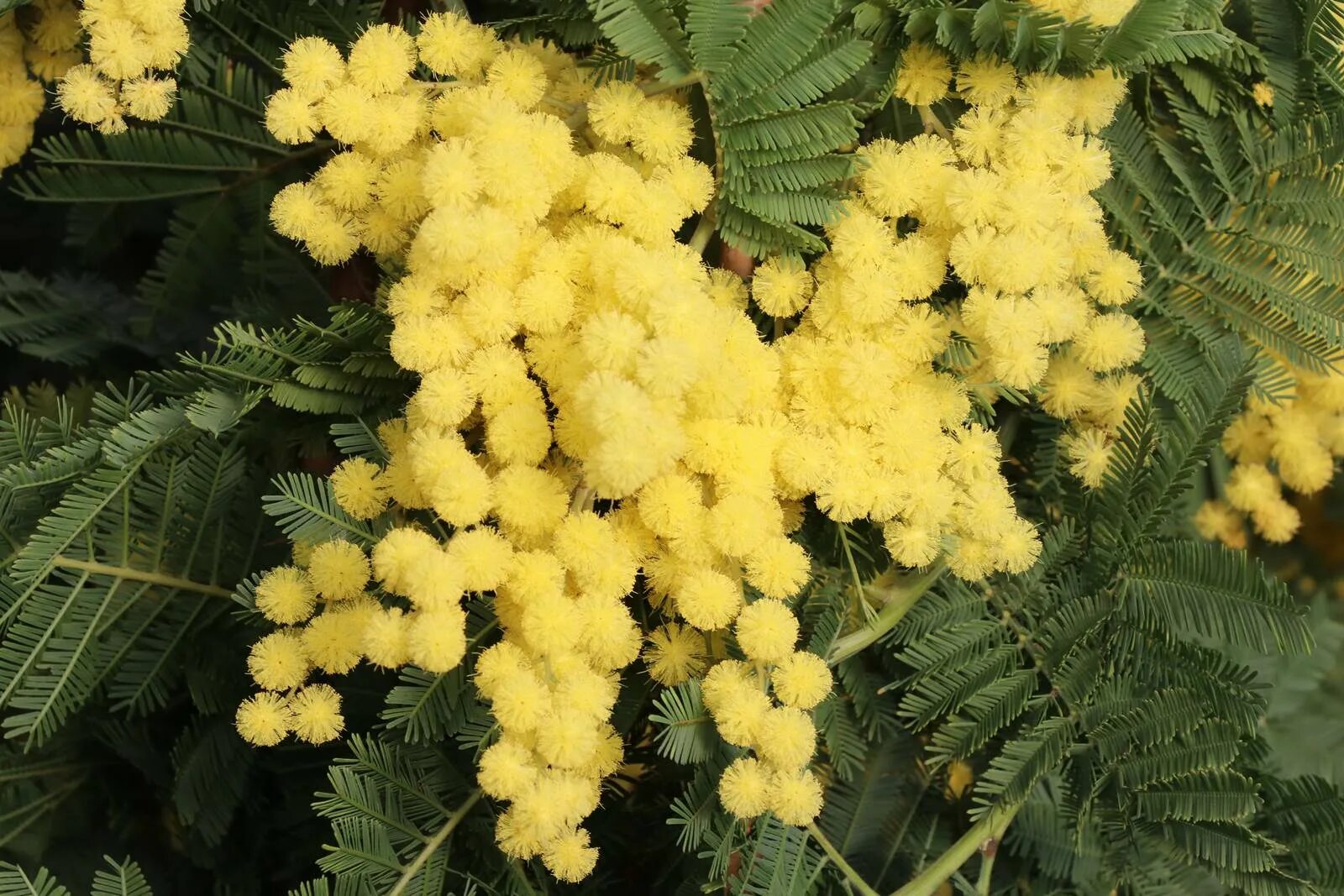 Акация dealbata. Mimosa Acacia dealbata. Стыдливая Мимоза Акация. Acacia Mimosa pendula.