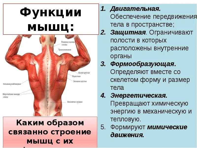 Две функции мышц. Функции мышц. строение и функции мышц. функции мышц человека. функции мышц схема.