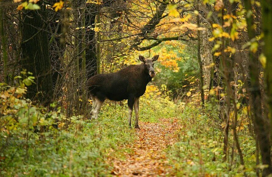 парк лосиный остров. заповедник в москве лосиный остров. парк заповедник лосиный остров. национальные парки москвы лосиный остров. лосиный остров национальный парк москва.