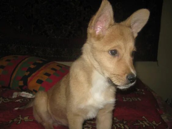 на авито щенок рыжий. лабрадор ретривер рыжий. на авито щенок рыжий. купить в краснодаре на авито щенка рыжа белый. на авито щенок рыжий.