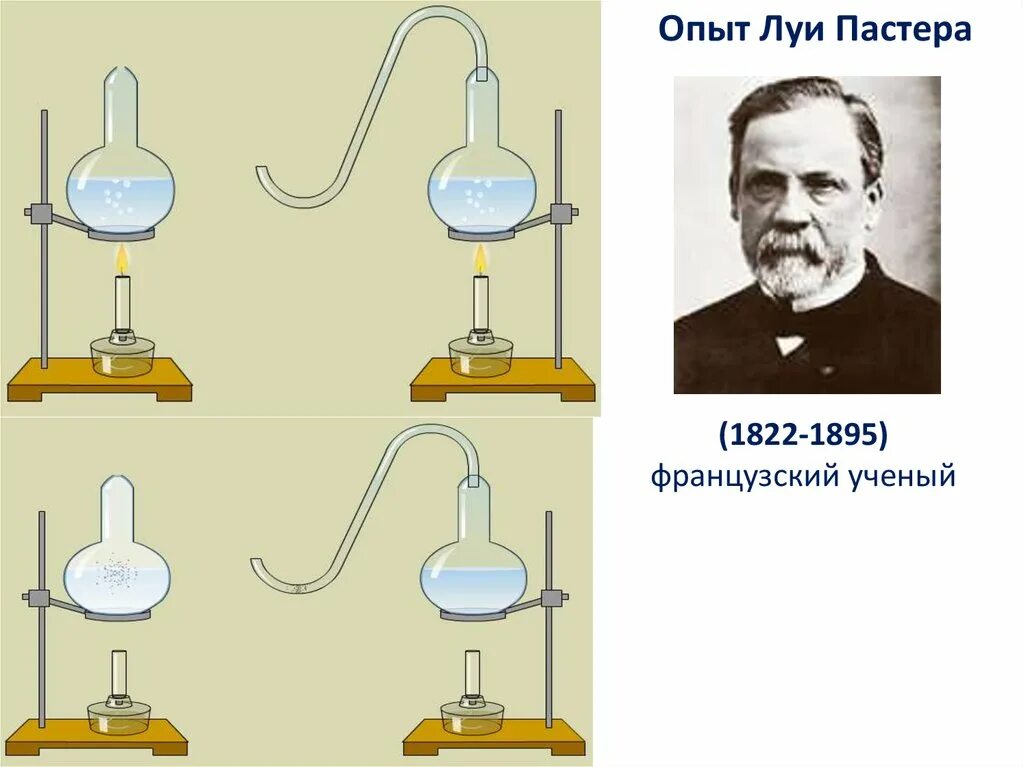Луид Постер опыт. Опыт Луи Пастера рисунок. Луи Пастер теория самозарождения. Луи Пастер самозарождение жизни опыт.