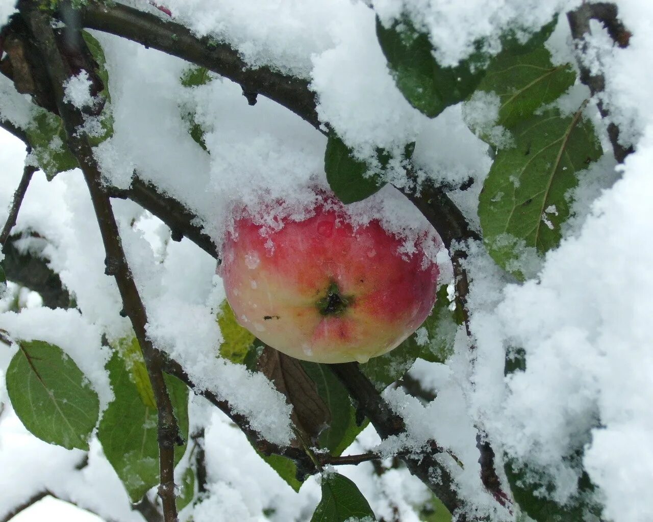 Зимняя яблоня какая. Яблоня Медуница зимняя. Груша Млиевская зимняя. Яблоня Медуница дерево. Зимние яблоки.