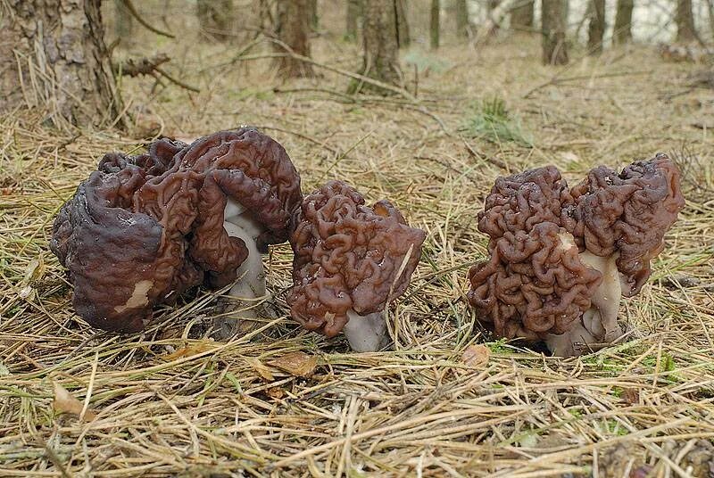 Грибы строчки и сморчки фото