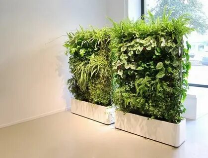 Indoor plants