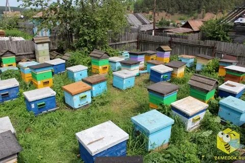 Пчелы в сибири